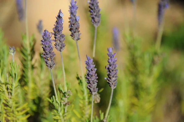 Lila Blüten Lavendel — Stockfoto