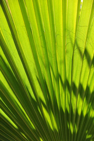 Folhas Palmeira Espanha Espaço Cópia — Fotografia de Stock