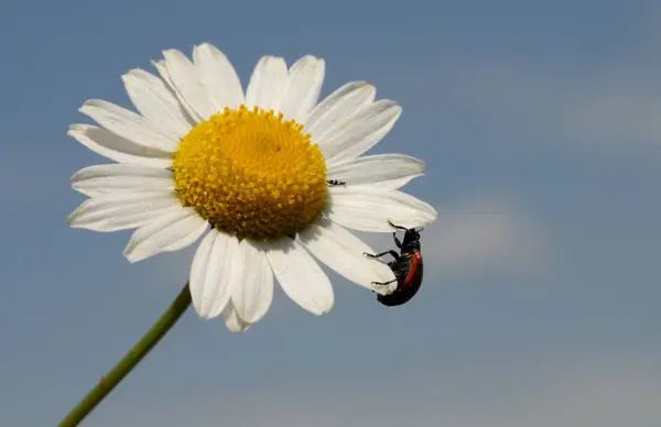 Daisy Full Bloom —  Fotos de Stock