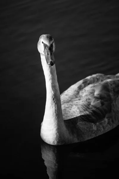 Blick Auf Majestätischen Schwan Der Natur — Stockfoto