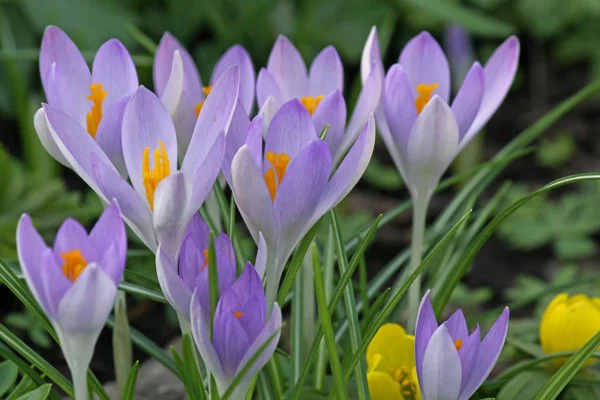 Crocus Çiçekleri Bahar Çiçekleri — Stok fotoğraf