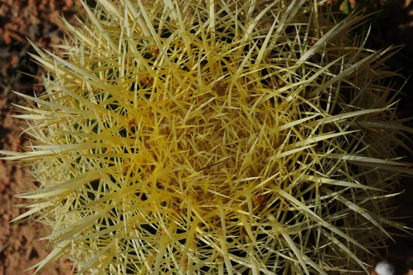 Kaktusz Növény Tövises Botanikus Növény — Stock Fotó