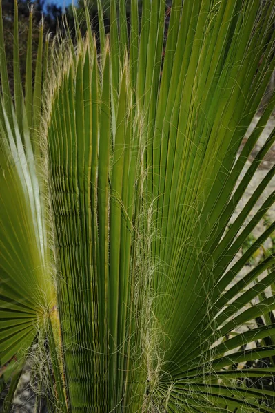 Пальмове Листя Іспанії Копійте Простір — стокове фото