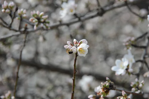 Flora Bloesembloemen Het Voorjaar — Stockfoto