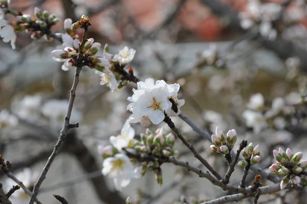 Флора Квіти Весною — стокове фото