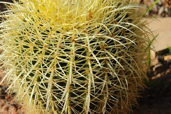 Pianta Cactus Pianta Botanica Con Spine — Foto Stock