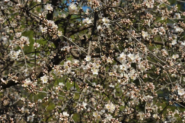 Flora Fiori Fioriti Primavera — Foto Stock