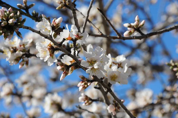 春に花を咲かせ — ストック写真