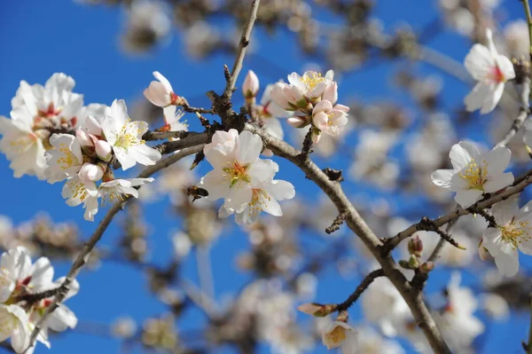 春に花を咲かせ — ストック写真