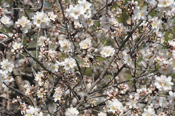 Flora Kwiaty Kwitną Wiosną — Zdjęcie stockowe