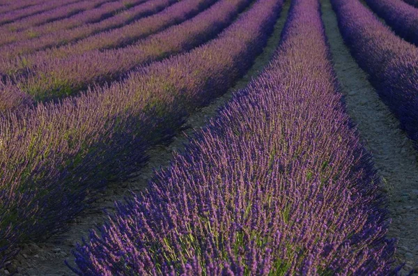 Lavanda Campo Lavanda Campo — Fotografia de Stock