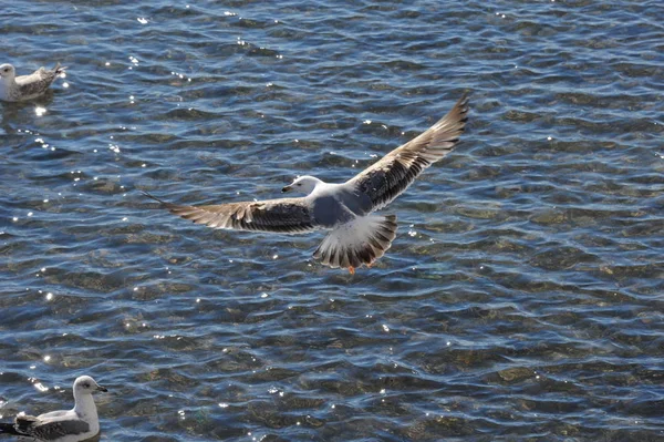 美しいカモメの鳥の風景 — ストック写真