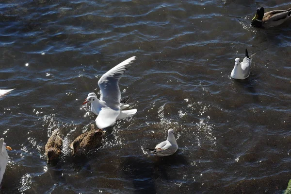 Schilderachtig Uitzicht Prachtige Meeuwen Vogels — Stockfoto