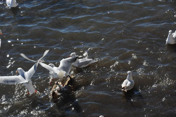 Malerischer Blick Auf Schöne Möwen Vögel — Stockfoto