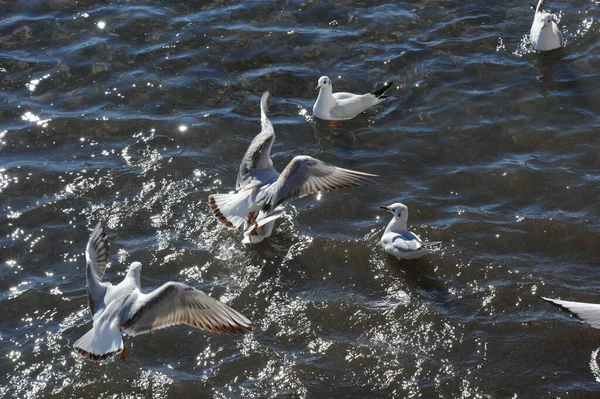 Scenic View Beautiful Gulls Birds — Stock Photo, Image