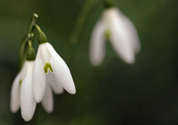 Gouttes Neige Première Fleur Printemps — Photo