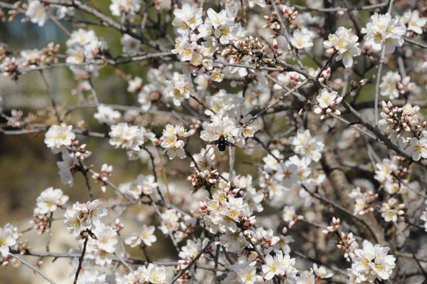 Almond Blossom Hiszpanii — Zdjęcie stockowe