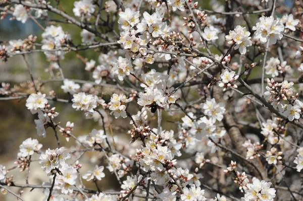 Kwiat Migdałów Hiszpanii — Zdjęcie stockowe