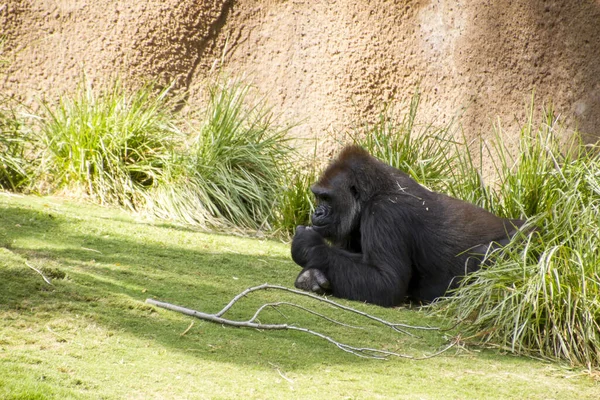 Närbild Djur Zoo Stockbild