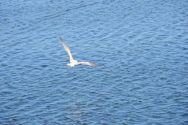 美しいカモメの鳥の風景 — ストック写真