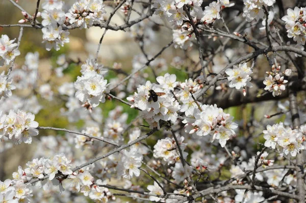 Almond Blossom Hiszpanii — Zdjęcie stockowe