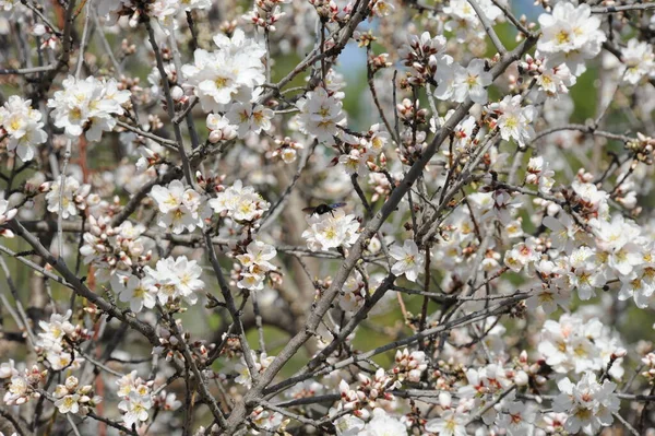 Almond Blossom Hiszpanii — Zdjęcie stockowe