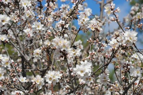 Almond Blossom Hiszpanii — Zdjęcie stockowe