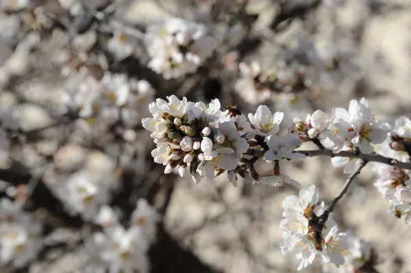 Mandelum Flower Spain — ストック写真