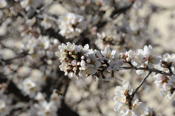 Mandelum Flower Spain — ストック写真