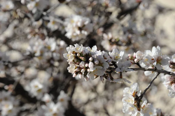 Almond Blossom Hiszpanii — Zdjęcie stockowe