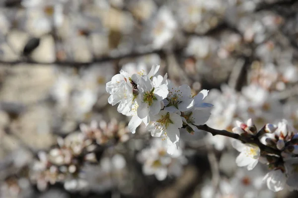 Flor Amêndoa Espanha — Fotografia de Stock