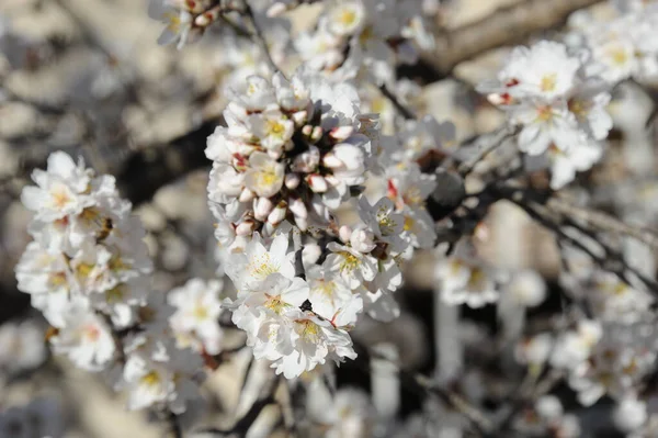 Almond Blossom Hiszpanii — Zdjęcie stockowe