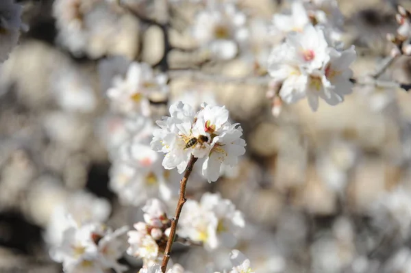 Flor Amêndoa Espanha — Fotografia de Stock