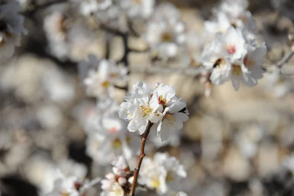 Almond Flower Spain — ストック写真