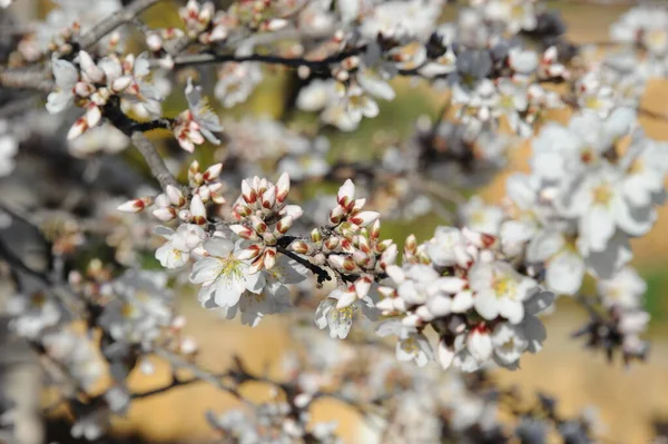 Kroonbloem Spanje — Stockfoto