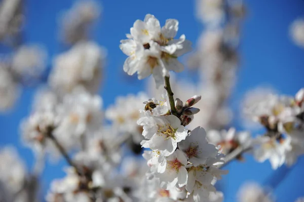 Fleurs Amandier Sur Les Branches Des Arbres Fleur Printemps — Photo