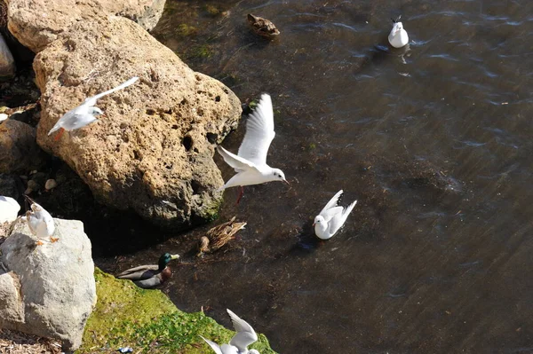 Scenic View Cute Mallard Duck Nature — Stock Photo, Image