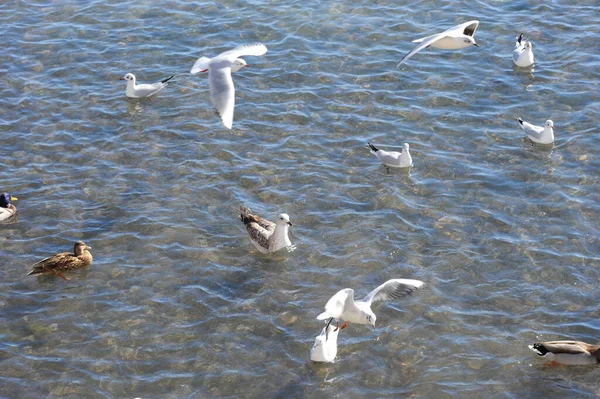 Aussichtsreiche Aussicht Auf Süße Stockente Der Natur — Stockfoto