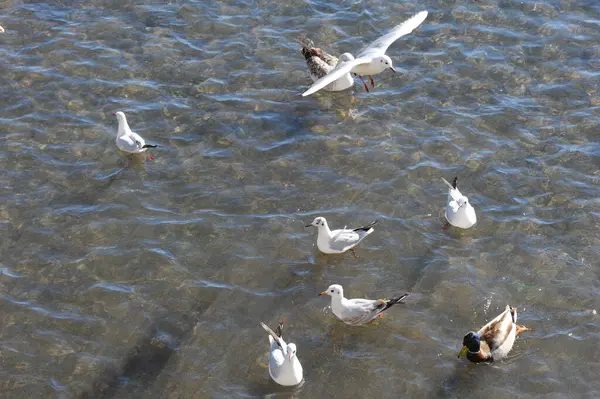 Vue Panoramique Canard Colvert Mignon Nature — Photo