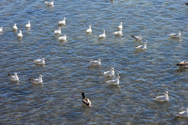 Aussichtsreiche Aussicht Auf Süße Stockente Der Natur — Stockfoto