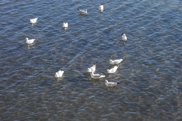 Vista Panorâmica Belas Gaivotas Pássaros — Fotografia de Stock