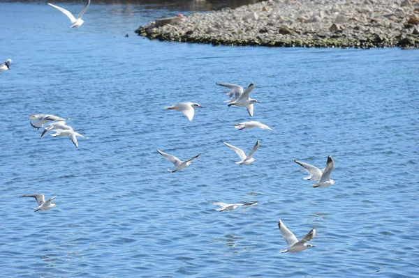 Vista Panorámica Hermosas Gaviotas Aves —  Fotos de Stock