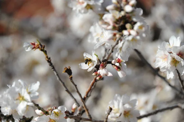 木の枝にアーモンドの花春の花を咲かせ — ストック写真