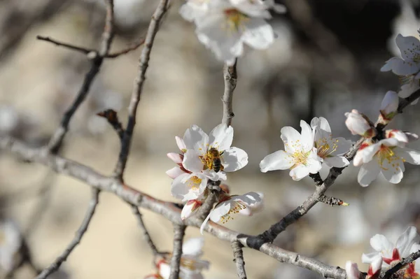 Amandelbloesem Bloemen Boomtakken Lentebloei — Stockfoto