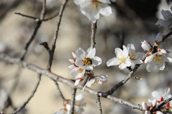 木の枝にアーモンドの花春の花を咲かせ — ストック写真