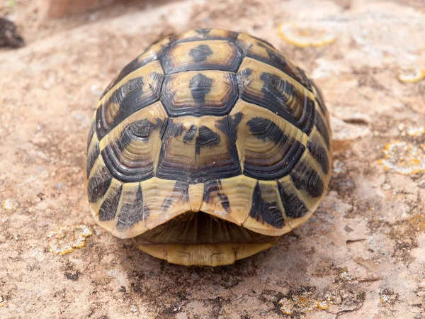 Tortuga Suelo — Foto de Stock