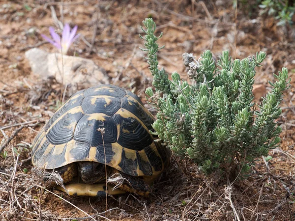 Sköldpaddsreptil Djurödla — Stockfoto