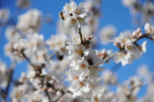 Fleur Amande Espagne — Photo