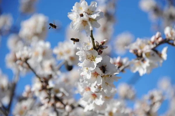 Floraison Des Amandiers Avec Fleurs — Photo