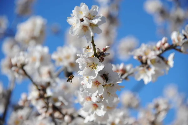 春のアーモンドの花の木植物や自然 — ストック写真